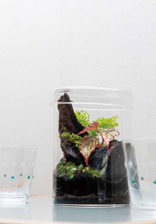 生態缸