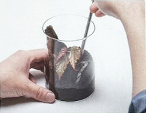 生態缸