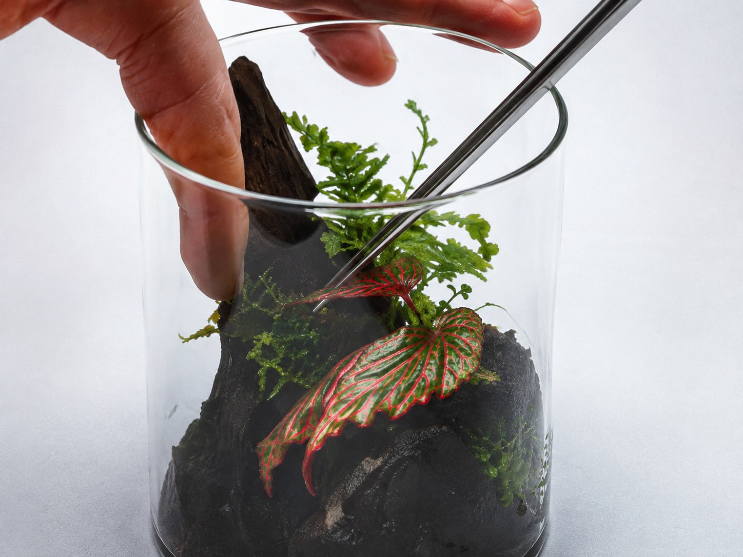 生態缸